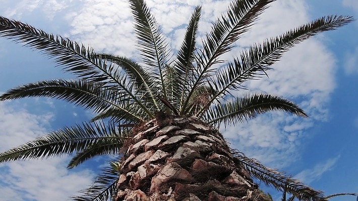 나무 공원 길 여행 자연 하늘 추상 손바닥 사람없음 야외 야자수 정원 사진촬영 큼 아래 식물원 일렬 브라질 리우데자네이루 줄서기 4K MP4 해외동영상 클립영상 식물 손 공공시설 무늬 모션 촬영 남아메리카 크기 방향 생태계 위치 동영상 파일형식