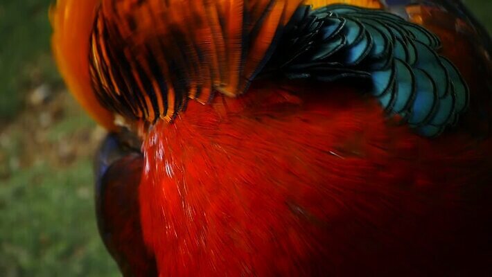 동물 남자 야생동물 컬러 백그라운드 오렌지 자연 조류 사람없음 옆모습 장식 빨간색 파란색 컬러풀 뷰티 농장 노란색 머리 걷기 정원 중국 흰색 황금 고급 우아함 전시회 깃털 질감 꼬리 부리 보여주기 꿩 고립 봉황 이국적 MOV 해외동영상 클립영상 아시아 뷰포인트 컨셉 농업 과일 모션 사람 신체부위 전시 생태계 동영상 파일형식