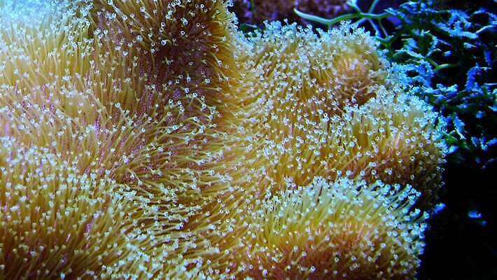 동물 야생동물 자연 왕관 어류 사람없음 환경 바닷속 수중 수영 광대 산호 산호초 닫기 다이빙 스쿠버다이빙 암초 수족관 해파리 깊이 이국적 포식 4K MP4 해외동영상 클립영상 모션 수중동물 수상스포츠 수중식물 자포동물 생태계 동영상 수중스포츠 파일형식