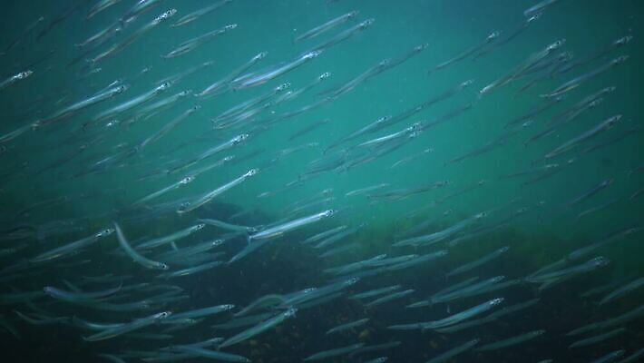 동물 야생동물 모래 바다 포유류 자연 낚시 사람없음 물 세계 환경 바닷속 수중 수중동물 장어 해산물 생태계 생물학 생식 생태학 소금물 해병대 4K 수중영상 MP4 해외동영상 클립영상 자연요소 교육 레저 군대 어류 동영상 파일형식