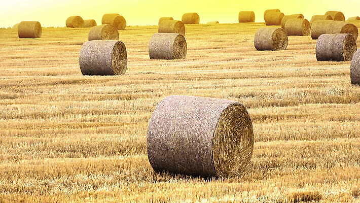 계절 지구 컬러 밭 농업 하늘 건조 옥수수 사람없음 야외 농작물 햇빛 태양 농장 갈색 노란색 쌓기 일출 일몰 목장 수확 성장 시골 잡초 황금 건초더미 볏짚 주식 낟알 밀 뭉치 밀짚 흙더미 어안 4K MOV 해외동영상 클립영상 자연요소 식물 산업 모션 곡류 금융 노을 흙 건초 짚 동영상 파일형식 더미