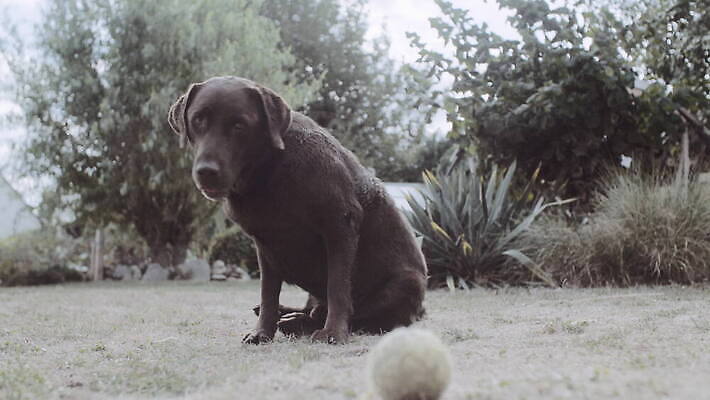 식물 동물 로우앵글 공 포유류 놀이 잔디 사람없음 야외 반려동물 갈색 개 리트리버 테니스공 래브라도리트리버 송곳니 기르기 동물상 뒤뜰 4K 순혈 MOV 해외동영상 클립영상 뷰포인트 컬러 조형물 테니스용품 치아 동영상 돌봄 파일형식