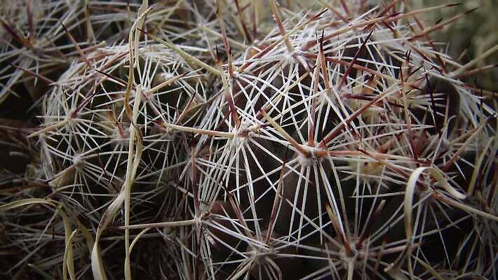 식물 꽃 컬러 꽃무늬 자연 선인장 사람없음 초록색 뷰티 정원 사막 벚꽃 날카로움 내추럴 다육식물 4K MP4 해외동영상 클립영상 무늬 생태계 동영상 파일형식