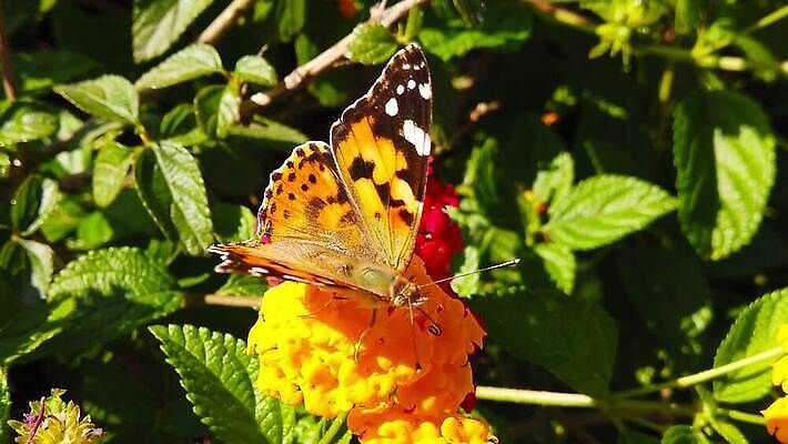식물 꽃 나비 곤충 잎 날개 모션 자연 사람없음 빨간색 초록색 컬러풀 환경 모임 벚꽃 그리기 닫기 큼 수집 흔들림 보케 꽃가루 꿀 느림 블러효과 세이지 수유 코스모폴리탄 MP4 해외동영상 클립영상 동물 컬러 칵테일 크기 가루 생태계 동영상 블러 파일형식 효과