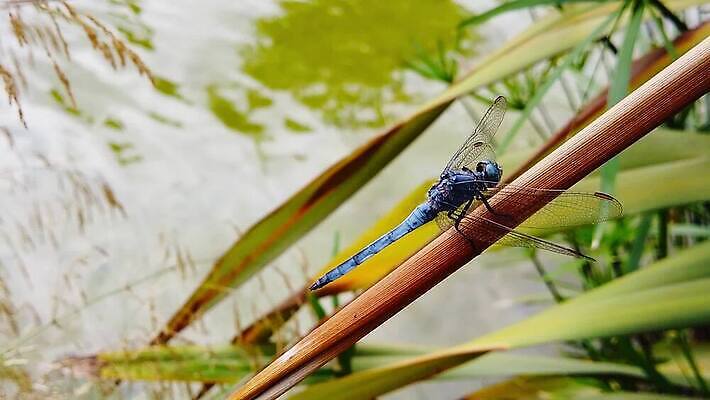 식물 동물 곤충 잎 날개 우산 모션 자연 건조 손바닥 앉기 사람없음 초록색 물 파란색 환경 나뭇가지 용 연못 칼날 닫기 잠자리 흔들림 보케 느림 블러효과 잔물결 파피루스 MP4 해외동영상 클립영상 자연요소 나무 손 물결 컬러 생태계 동영상 블러 파일형식 효과