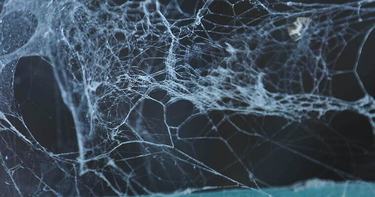 모양 나무 동물 디자인 벽 곤충 백그라운드 패턴 자연 추상 주택 실내 사람없음 장식 환경 디지털 웹 젖음 수확 안개 실 닫기 유령 거미줄 질감 거미 낭비 모기 블러 호러 흉터 4K MOV 해외동영상 클립영상 식물 컨셉 무늬 농업 인터넷 모션 날씨 내부 건물 해충 상처 생태계 공포 동영상 파일형식