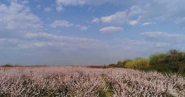 나무 식물 계절 꽃 분홍색 밭 농업 모션 자연 하늘 안테나 풍경 초원 사람없음 컬러풀 농장 환경 정원 맑음 놀람 봄 수확 성장 벚꽃 시골 개화 체리 시원함 과수원 땅 복숭아 내추럴 드론 밭일 줄서기 천도복숭아 파스텔톤 4K MP4 해외동영상 클립영상 감정 산업 컬러 과일 통신 날씨 표정 생태계 동영상 파일형식