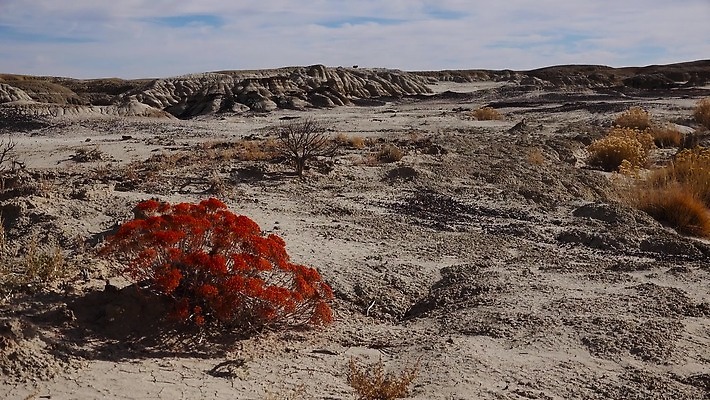 자연 멕시코 건조 국립공원 풍경 사람없음 야외 가로 미국 사막 탐험 바위 황무지 뉴멕시코 지질학 불모지 4K 건조기후 MP4 해외동영상 클립영상 공원 교육 북아메리카 생태계 동영상 파일형식