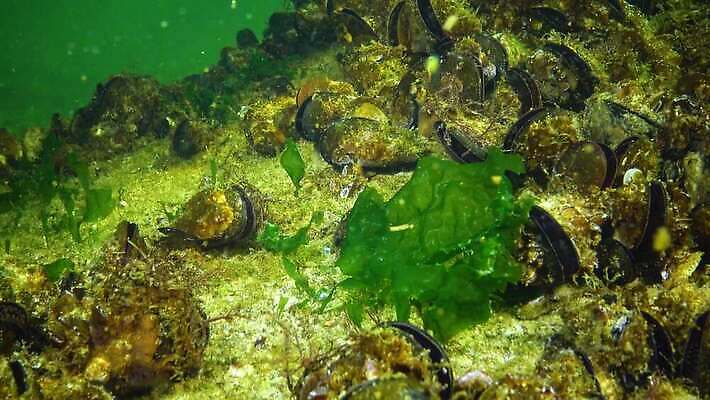 식물 야생동물 바다 자연 사람없음 초록색 물 바닷속 수중 해조류 생태계 광합성 산화 생태학 소금물 4K 수중영상 MP4 해외동영상 클립영상 자연요소 동물 교육 컬러 해양식물 동영상 파일형식