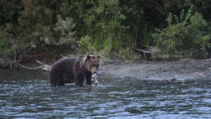 동물 응시 아시아 야생동물 여행 곰 포유류 모션 자연 낚시 어류 사람없음 빨간색 물 강 수영 떨어짐 먹기 기아 배고픔 러시아 육식동물 연어 분무기 사냥꾼 어장 서식지 동쪽 내추럴 동물상 시베리아 스플래쉬 소름 4K MOV 해외동영상 클립영상 자연요소 직업 시선 감정 유럽 나라 컬러 컨셉 레저 조형물 수중동물 수상스포츠 방향 사회이슈 생태계 동영상 파일형식