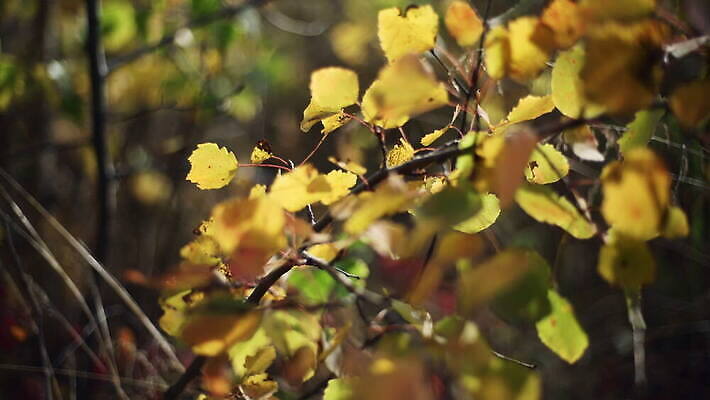 식물 계절 백그라운드 잎 자연 풍경 사람없음 야외 초록색 컬러풀 노란색 환경 맑음 고요 가을 나뭇가지 숲 보케 10월 블러 삼림지대 4K MOV 해외동영상 클립영상 나무 컬러 날씨 날짜 생태계 동영상 파일형식