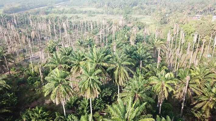 나무 식물 아시아 잎 농업 자연 손바닥 사람없음 목재 초록색 농장 성장 죽음 버리기 생태계 장면 가뭄 말레이시아 내추럴 탈수 4K 페낭 MOV 해외동영상 클립영상 손 나라 산업 컬러 재료 모션 날씨 동영상 파일형식