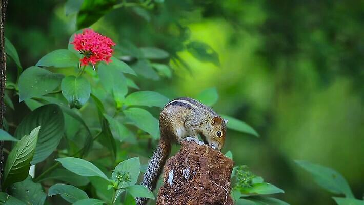 동물 아시아 야생동물 포유류 자연 사람없음 뷰티 황무지 설치류 작음 먹기 다람쥐 스리랑카 MOV 해외동영상 클립영상 나라 모션 크기 생태계 동영상 파일형식