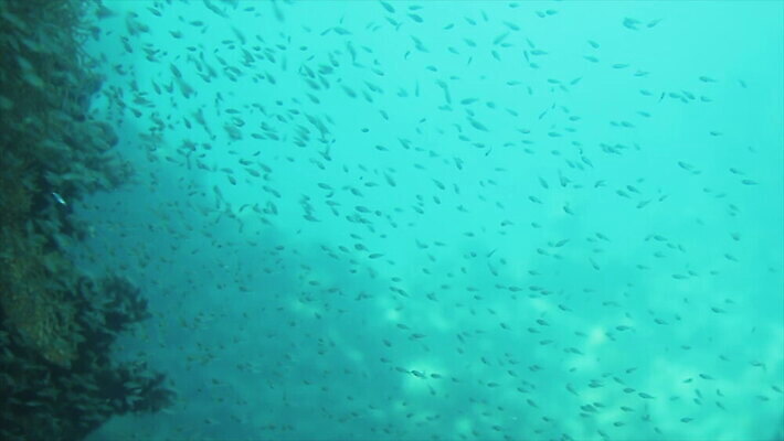 동물 물결 파도 바다 백그라운드 모션 자연 어류 사람없음 물 빛 수중 거품 젖음 물방울 액체 그룹 산호 산호초 떨어짐 빨래 홍해 이스라엘 터키석 MOV 해외동영상 클립영상 자연요소 컨셉 가사 수중동물 수중식물 자포동물 보석 생태계 동영상 서아시아 파일형식