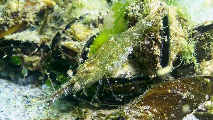 식물 동물 야생동물 바다 절지류 자연 새우 무척추동물 갑각류 사람없음 물 세계 환경 바닷속 수중 게 가재 생태계 생물학 암 고립 동물상 발톱 소금물 해병대 4K 수중영상 MP4 해외동영상 클립영상 자연요소 교육 발 군대 조형물 질병 동영상 파일형식