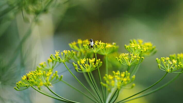 식물 동물 시선 꽃 야생동물 곤충 백그라운드 절지류 자연 휴식 사람없음 야외 초록색 노란색 정원 검은색 손목시계 내추럴 딜 회향 MOV 해외동영상 클립영상 시계 컬러 컨셉 장신구 생태계 동영상 파일형식