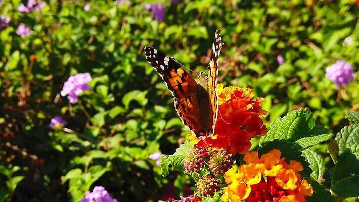 식물 꽃 나비 곤충 잎 날개 모션 자연 사람없음 빨간색 초록색 컬러풀 환경 모임 벚꽃 그리기 닫기 큼 수집 흔들림 보케 꽃가루 꿀 느림 블러효과 세이지 수유 코스모폴리탄 MP4 해외동영상 클립영상 동물 컬러 칵테일 크기 가루 생태계 동영상 블러 파일형식 효과