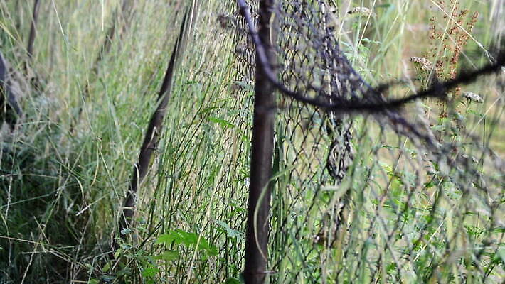 디자인 공원 도로 벽 컬러 백그라운드 잎 자연 안전 풍경 사람없음 야외 장식 초록색 울타리 금속 정원 검은색 경계선 보호 철 묘사 원예 질감 철조망 내추럴 옛날 철강 철책 MOV 해외동영상 클립영상 식물 공공시설 길 선 컨셉 교통시설 재질 취미 담장 경계 생태계 동영상 파일형식