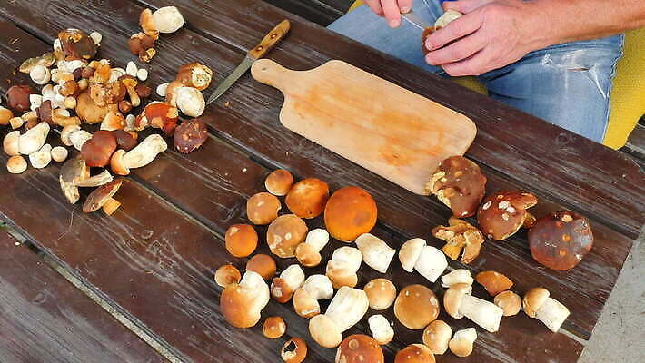 직업 계절 음식 부분 손가락 자연 요리 취미 야외 갈색 버섯 업무 칼 자르기 청소 묘사 준비 날것 냄새 뿌리 점토 스펀지 곰팡이 민달팽이 식용 인내 캡모자 4K MOV 해외동영상 클립영상 모자_잡화 손 컬러 모션 작업 생태계 동영상 파일형식 달팽이_동물