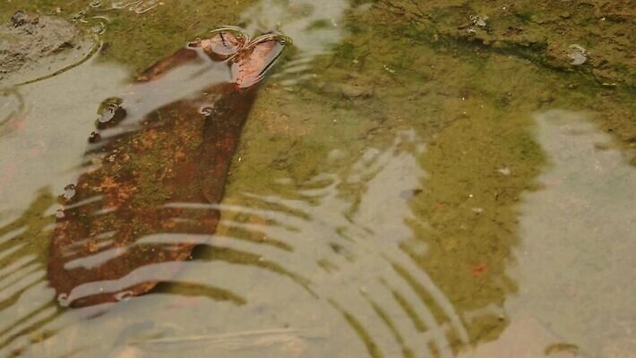 나무 디자인 계절 호수 백그라운드 패턴 자연 하늘 날씨 추상 사람없음 야외 장식 물 빛 반사 환경 거품 젖음 물방울 연못 원형 투명 액체 수면 떨어짐 매끈함 이슬 빗방울 웅덩이 분무기 땅바닥 잔물결 MOV 해외동영상 클립영상 자연요소 도형 식물 물결 컨셉 무늬 바닥 감각 비_날씨 생태계 동영상 파일형식
