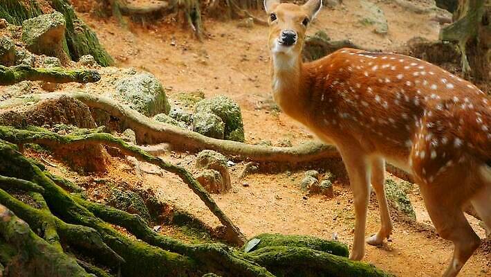 동물 공원 여자 남자 아시아 야생동물 백그라운드 밭 포유류 자연 초식동물 털 뿔 사람없음 야외 머리 환경 봄 흰색 아기 점 황무지 숲 귀 뿌리 내추럴 동물상 아기사슴 암사슴 전국 MOV 해외동영상 클립영상 계절 공공시설 나라 새끼 컬러 농업 사슴 사람 신체부위 조형물 암컷 생태계 동영상 파일형식