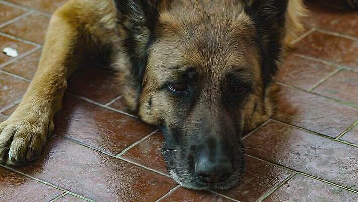 동물 응시 공원 행복 백그라운드 포유류 모션 자연 휴식 친절 털 사랑 경비 성인 사람없음 야외 초록색 여름 친구 반려동물 갈색 검은색 우정 양치기 개 강아지 보호 느림 송곳니 기르기 유래 4K 순혈 MOV 해외동영상 클립영상 직업 시선 계절 공공시설 감정 컬러 컨셉 관계 안전 사람 치아 생태계 동영상 돌봄 파일형식