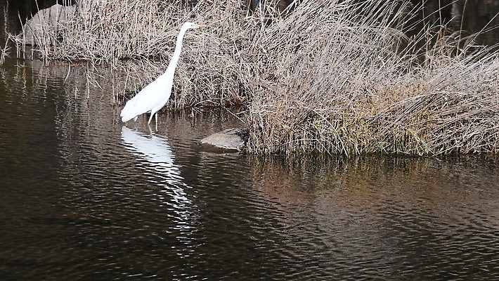동물 응시 아시아 호수 야생동물 백그라운드 자연 조류 아침 건조 한국 성인 사람없음 야외 물 강 반사 갈색 환경 흰색 관찰 연못 기다림 습지 큼 깃털 사냥 부리 목 서식지 내추럴 4K MOV 해외동영상 클립영상 주간 자연요소 시선 나라 컬러 모션 사람 신체부위 크기 생태계 동영상 파일형식