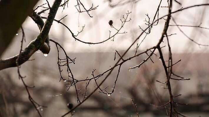 나무 식물 계절 컬러 백그라운드 잎 패턴 오렌지 부분 자연 추상 사람없음 야외 가로 물 뷰티 갈색 침묵 회색 추위 가을 물방울 나뭇가지 신선 액체 막대기 선택 떨어짐 이슬 빗방울 장면 내추럴 벌거벗은 결석 4K MP4 해외동영상 클립영상 자연요소 컨셉 무늬 과일 소리 비_날씨 생태계 동영상 파일형식