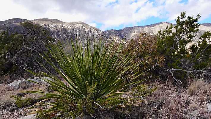 나무 식물 꽃 도로 여행 백그라운드 자연 날씨 산 선인장 건조 사람없음 물 기계 일몰 사막 뜨거움 가시 척추 날카로움 애리조나 내추럴 뇌우 뉴멕시코 다육식물 4K MP4 해외동영상 클립영상 자연요소 길 교통시설 뼈 노을 미국 생태계 동영상 파일형식
