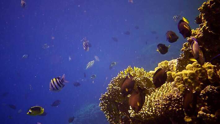 동물 야생동물 바다 컬러 백그라운드 자연 낚시 이집트 어류 사람없음 빨간색 물 파란색 컬러풀 환경 바닷속 수중 수영 수중동물 산호 산호초 다이빙 스쿠버다이빙 소금 암초 홍해 해파리 깊이 생태학 이국적 4K MP4 해외동영상 클립영상 자연요소 교육 아프리카 레저 수상스포츠 수중식물 자포동물 생태계 동영상 수중스포츠 파일형식