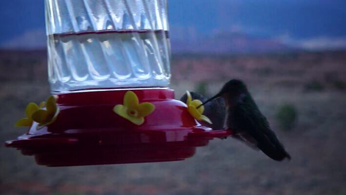 동물 꽃 야생동물 음식 컬러 백그라운드 날개 자연 조류 사람없음 초록색 파란색 컬러풀 뷰티 보라색 흰색 숲 작음 먹기 제비꽃 깃털 부리 꿀 고립 동물상 벌새 수유 4K MP4 해외동영상 클립영상 식물 모션 조형물 크기 생태계 동영상 파일형식