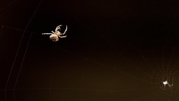 동물 컬러 곤충 백그라운드 패턴 자연 사람없음 야외 초록색 빛 정원 검은색 웹 새벽 그물 벌레 거미줄 거미 올가미 내추럴 변소 짜기 MOV 해외동영상 클립영상 자연요소 무늬 인터넷 모션 생태계 동영상 파일형식