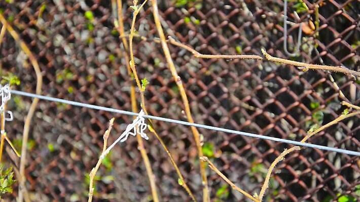 식물 남자 꽃 문화 할머니 밭 농업 과일 자연 포도 프레임 관리 풍경 사람없음 야외 초록색 농장 환경 와인 정원 농사 봄 성장 시골 잡기 업무 실 보호 원예 블루베리 포도밭 포도나무 돌봄 보유 생태학 양조장 옛날 원예사 잠금해제 줄서기 지원 MOV 해외동영상 클립영상 직업 계절 여자 교육 노년 산업 컬러 컨셉 모션 주류 사람 취미 작업 과일나무 생태계 동영상 파일형식