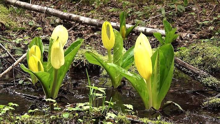 식물 꽃 컬러 자연 잉글랜드 사람없음 초록색 물 노란색 봄 젖음 습지 양배추 냄새 변소 서쪽 워싱턴 4K MP4 해외동영상 클립영상 자연요소 계절 채소 영국 미국 방향 생태계 동영상 파일형식