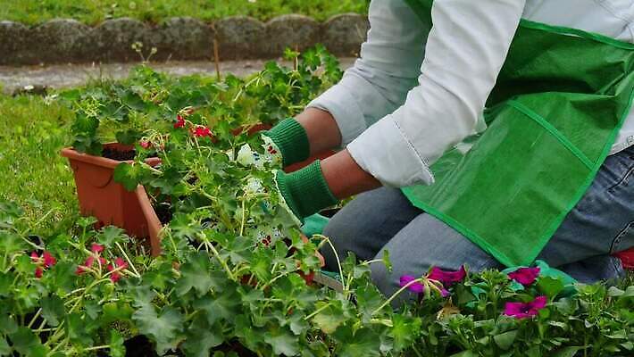 식물 백인 손 여자 꽃 분홍색 장갑 자연 사람 성인 취미 야외 초록색 정원 봄 냄비 꽃집 심기 원예사 제라늄 4K MP4 해외동영상 클립영상 서양인 직업 잡화 계절 컬러 모션 신체부위 상점 솥 생태계 동영상 파일형식
