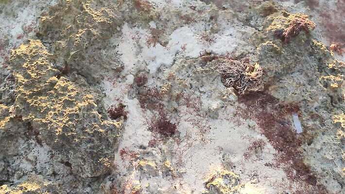 실루엣 호수 모래 바다 섬 여행 오렌지 자연 휴가 휴식 사람 사람없음 야외 목재 물 파란색 햇빛 태양 일출 항구 황혼 일몰 만 저녁 휴양지 방파제 장면 암초 도미니카공화국 이국적 파라다이스 수평선 4K MP4 해외동영상 클립영상 자연요소 나무 공공시설 컬러 컨셉 과일 재료 교통시설 촬영기법 노을 장소 남아메리카 야간 생태계 동영상 파일형식