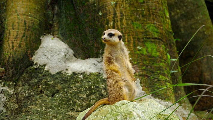 동물 1 응시 공원 얼굴 야생동물 포즈 포유류 아프리카 자연 생물 서기 경비 사람없음 야외 사막 관찰 황무지 닫기 보호 작음 경계 지역 주둥이 남쪽 경보 미어캣 4K MOV 해외동영상 클립영상 시선 공공시설 나라 컨셉 모션 안전 신체부위 크기 방향 생태계 동영상 파일형식