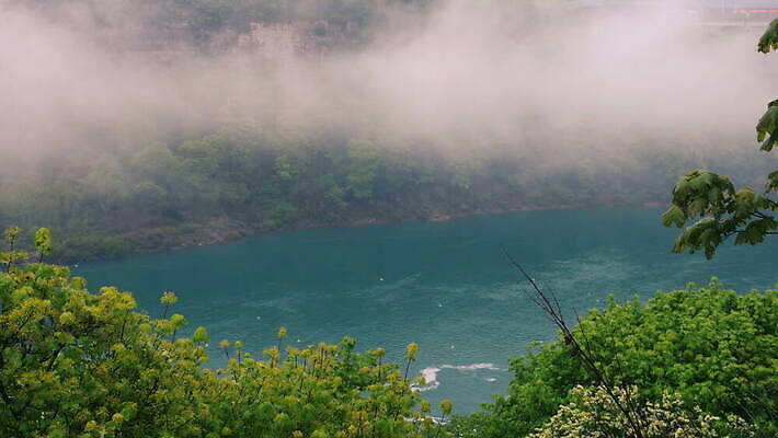 나무 식물 야생동물 잎 캐나다 북아메리카 자연 조류 사람없음 야외 물 강 미국 봄 흐름 안개 수증기 나이아가라 내추럴 동물상 4K MOV 해외동영상 클립영상 자연요소 동물 계절 컨셉 날씨 아메리카 조형물 생태계 동영상 파일형식