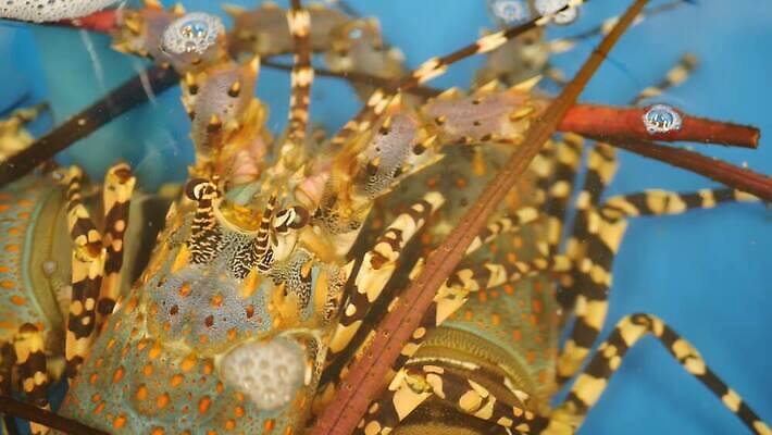 산업 음식 바다 재료 태국 낚시 조개 생물 실내 건강 요리 사람없음 야외 물 상점 식당 수중 식사 저녁식사 껍질 신선 잡기 시장 고급 시원함 컨테이너 해산물 무역 유기농 상업 날것 대야 소매 거인 내추럴 매각 생식 식품점 맛있는 4K MP4 해외동영상 클립영상 자연요소 웰빙 아시아 컨셉 모션 레저 어패류 내부 동영상 파일형식