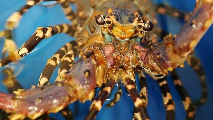 산업 음식 바다 오렌지 재료 태국 조개 실내 건강 요리 사람없음 야외 물 상점 식당 식사 저녁식사 게 신선 잡기 시장 고급 시원함 컨테이너 해산물 무역 유기농 상업 날것 대야 소매 내추럴 생식 식품점 집게발 4K MP4 해외동영상 클립영상 자연요소 웰빙 아시아 컨셉 과일 모션 어패류 갑각류 내부 동영상 파일형식