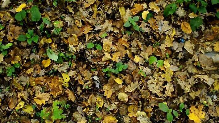 공원 산업 종이 백그라운드 가방 자연 풍경 사람없음 야외 초록색 여름 글로벌 쌓기 환경 손상 환경오염 오염 보호 쓰레기 폐기물 파편 숲 플라스틱 버리기 생태계 먼지 패키지 문제 흙더미 낭비 고물상 생태학 처리 MOV 해외동영상 클립영상 잡화 계절 공공시설 교육 컬러 컨셉 모션 재질 흙 동영상 파일형식 더미