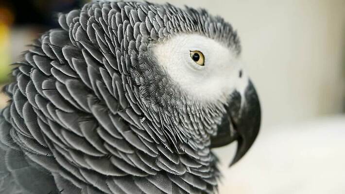 동물 1 야생동물 백그라운드 날개 아프리카 자연 조류 동물원 대화 사람없음 빨간색 반려동물 컬러풀 머리 검은색 회색 흰색 작음 깃털 부리 앵무새 노려봄 고립 동반자 이국적 잉꼬 지능 콩고 MOV 해외동영상 클립영상 나라 컬러 표정 말하기 신체부위 크기 생태계 동영상 파일형식