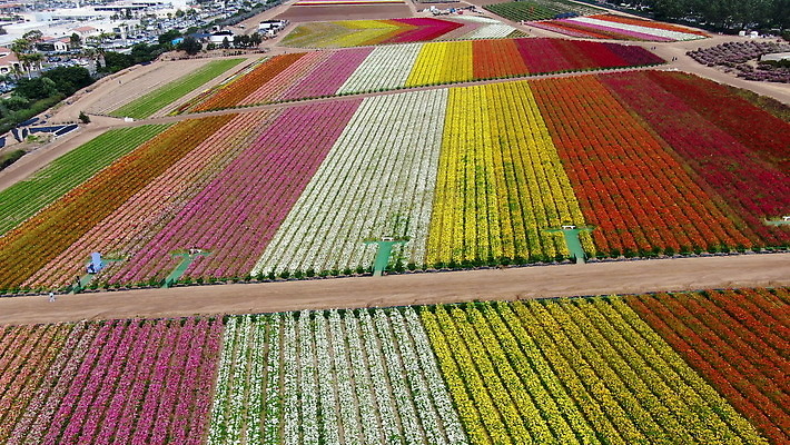 식물 계절 꽃잎 꽃 분홍색 컬러 백그라운드 꽃무늬 밭 농업 오렌지 비즈니스 자연 노동자 풍경 초원 사람없음 빨간색 초록색 여름 컬러풀 농장 노란색 여행객 정원 미국 봄 벚꽃 시골 언덕 캘리포니아 양귀비 산티아고 조감도 4K MOV 해외동영상 클립영상 직업 산업 북아메리카 무늬 과일 사람 생태계 동영상 파일형식