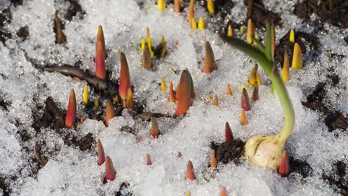 식물 계절 백그라운드 겨울 밭 자연 날씨 따뜻함 초원 사람없음 야외 초록색 물 빛 태양 새싹 냉동 얼음 봄 흰색 녹음 닫기 시원함 땅 유기농 서리 내추럴 4K MOV 해외동영상 클립영상 자연요소 웰빙 컬러 농업 모션 기록 생태계 동영상 파일형식