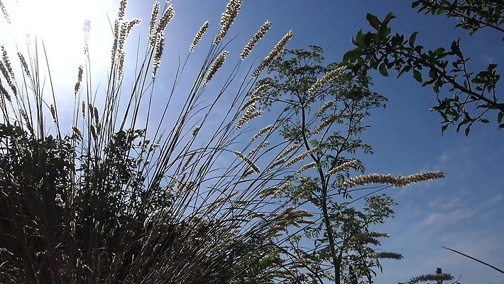 나무 모래 파도 백그라운드 자연 풍경 사람없음 초록색 물 여름 파란색 항구 절벽 만 수면 숲 폭풍 내추럴 단절 스텝 4K MP4 해외동영상 클립영상 자연요소 식물 계절 바다 컬러 교통시설 날씨 생태계 동영상 파일형식