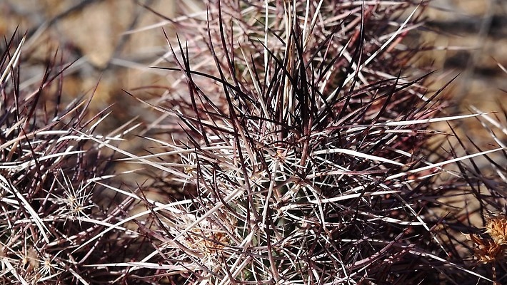 식물 공원 꽃 자연 선인장 사람없음 야외 빨간색 초록색 파란색 뷰티 정원 미국 사막 개화 가시 애리조나 고슴도치 내추럴 전국 4K MP4 해외동영상 클립영상 공공시설 컬러 북아메리카 포유류 생태계 동영상 파일형식