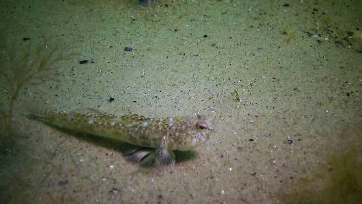 식물 동물 야생동물 바다 포유류 자연 낚시 종류 어류 사람없음 물 세계 환경 바닷속 수중 수중동물 생물학 낚시꾼 생태학 소금물 해병대 4K 수중영상 MP4 해외동영상 클립영상 자연요소 교육 레저 군대 생태계 동영상 파일형식