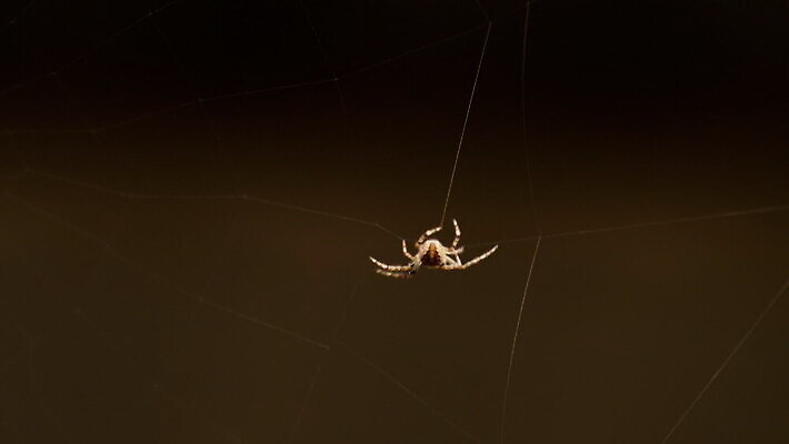동물 컬러 곤충 백그라운드 패턴 자연 사람없음 야외 초록색 빛 정원 검은색 웹 새벽 그물 벌레 거미줄 거미 올가미 내추럴 변소 짜기 MOV 해외동영상 클립영상 자연요소 무늬 인터넷 모션 생태계 동영상 파일형식