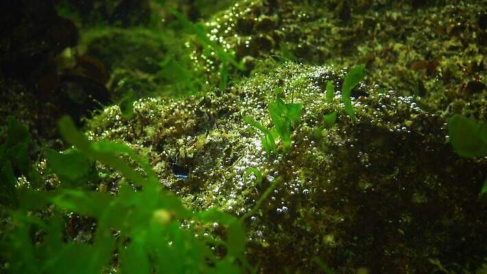 식물 야생동물 바다 자연 사람없음 초록색 물 바닷속 수중 해조류 생태계 광합성 산화 생태학 소금물 4K 수중영상 MP4 해외동영상 클립영상 자연요소 동물 교육 컬러 해양식물 동영상 파일형식