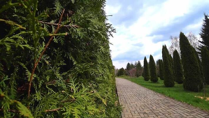 나무 식물 디자인 계절 공원 백그라운드 잎 농업 자연 사람없음 야외 장식 초록색 울타리 환경 정원 봄 성장 나뭇가지 신선 소나무 닫기 숲 관목 원예 질감 상록수 침엽수 내추럴 모종 삼나무 가문비나무 MOV 해외동영상 클립영상 공공시설 산업 컬러 모션 취미 담장 생태계 동영상 파일형식